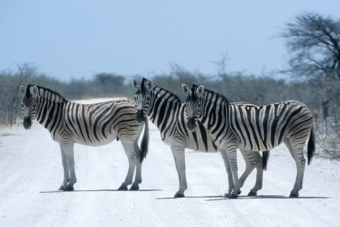 Zebras